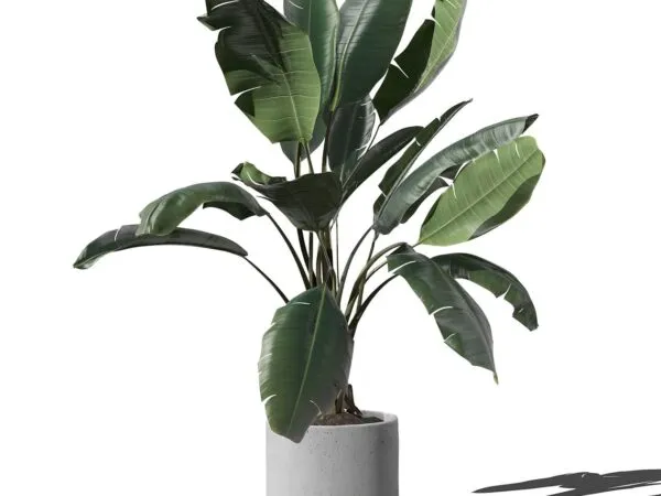 Front View of Ficus in Minimal Pot Mockup 1